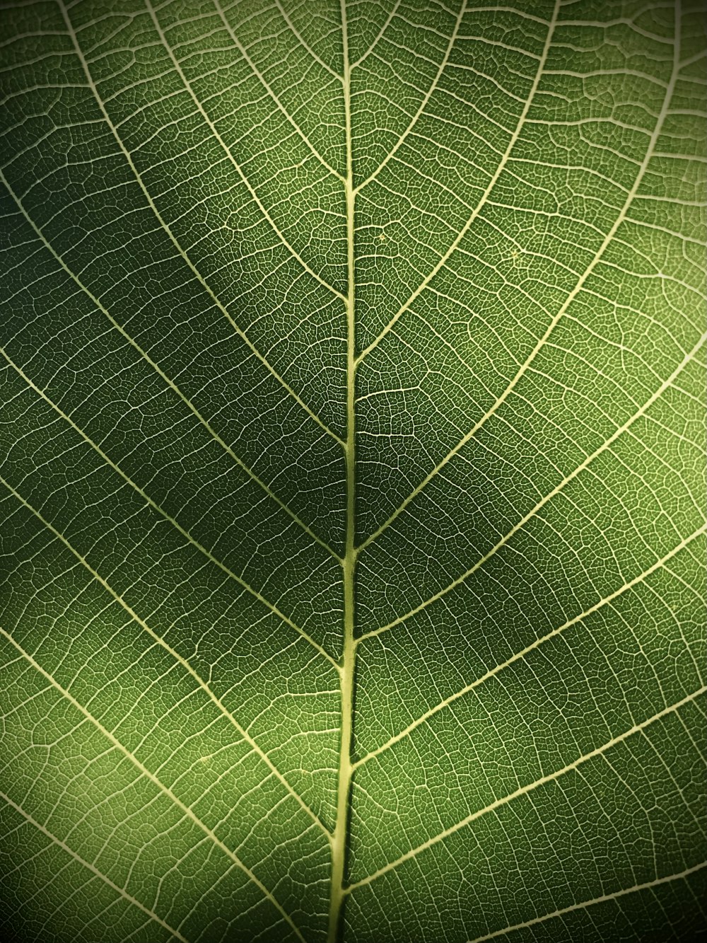 a close up view of a green leaf