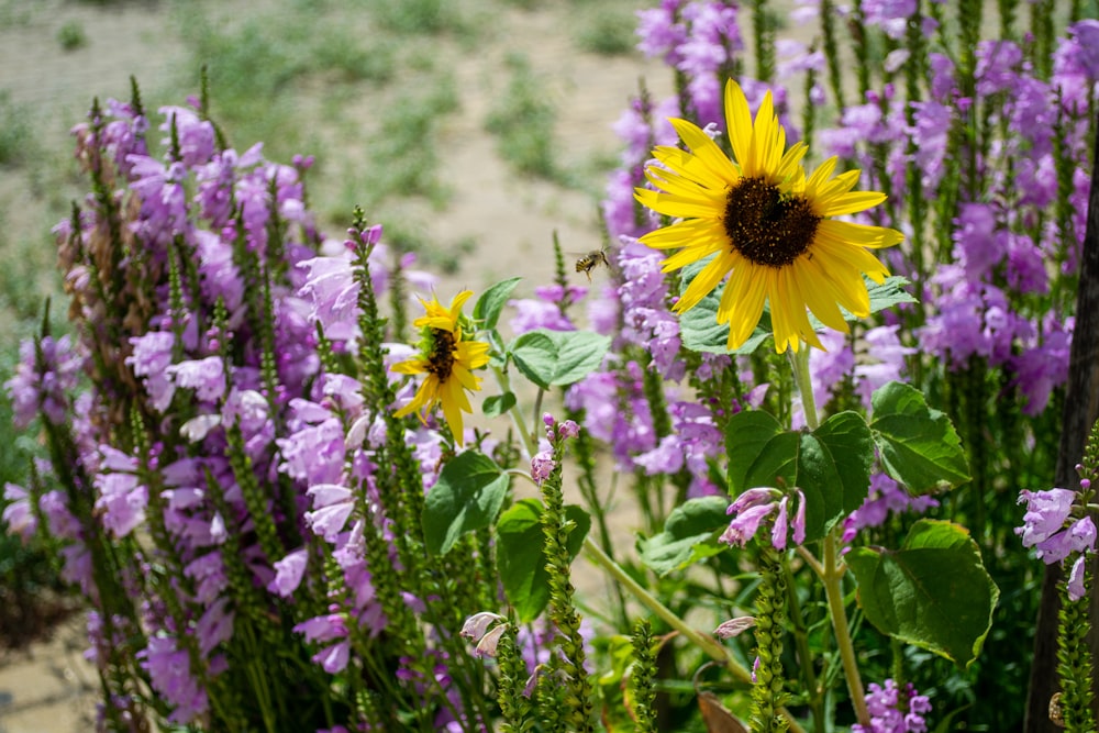 a field full of purple flowers and a yellow sunflower