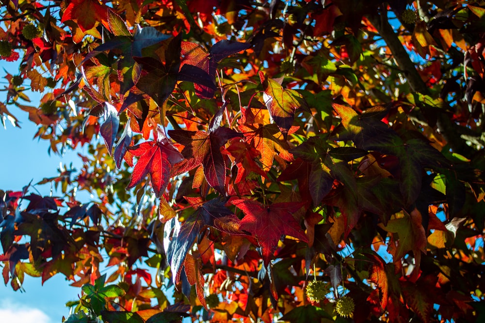 a tree with red and green leaves on it