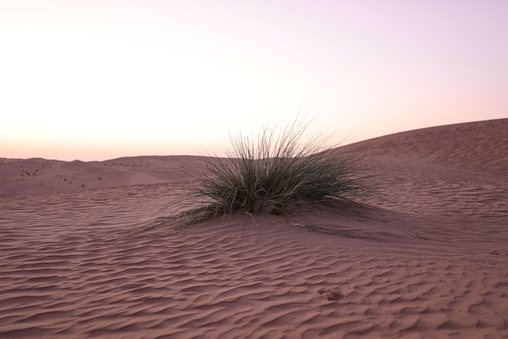 a small plant in the middle of a desert