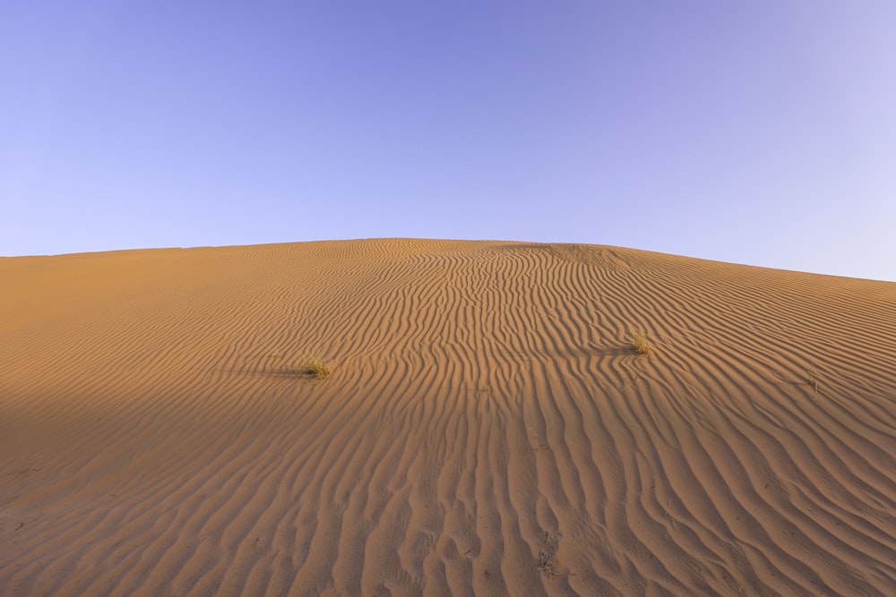 a lone plant in the middle of a desert