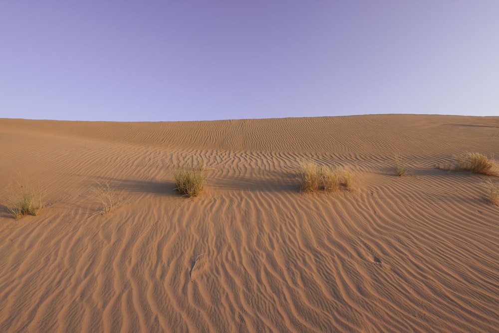 a couple of plants that are in the sand