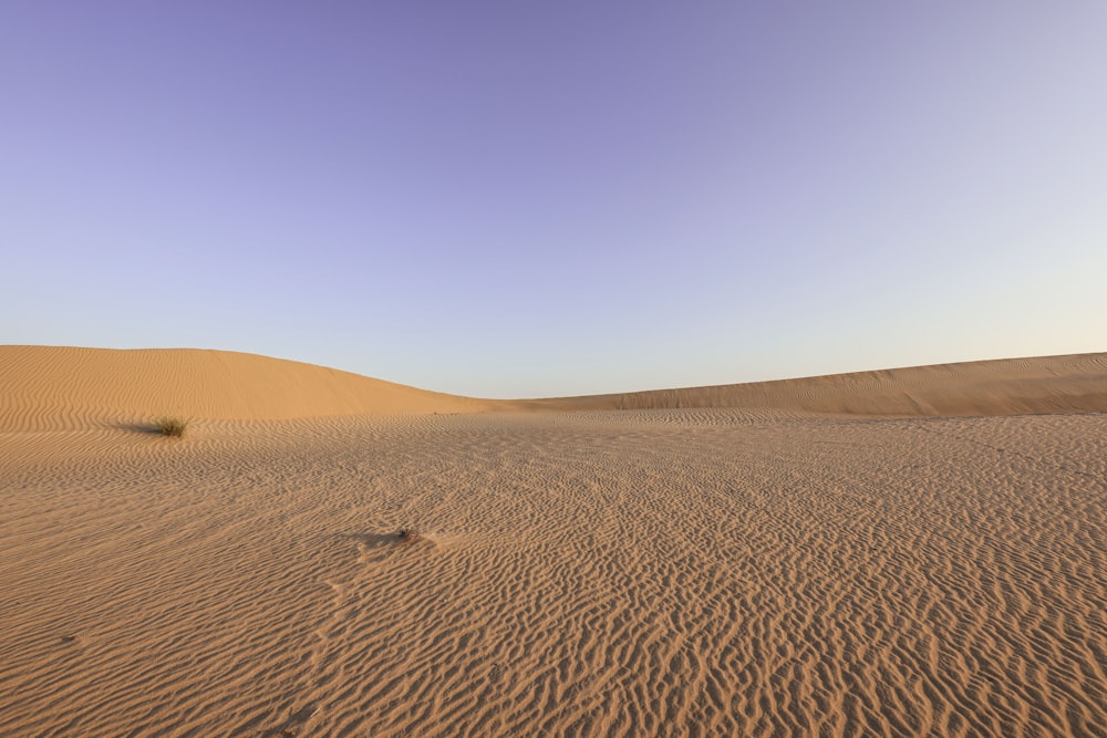 a lone plant in the middle of a desert