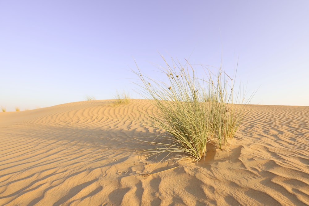 a plant growing out of the sand in the desert