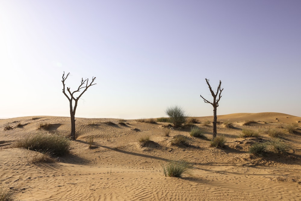 a couple of trees that are in the sand