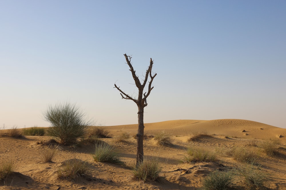 a bare tree in the middle of a desert