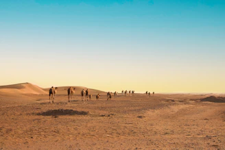 a group of people walking across a desert