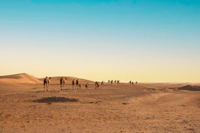 a group of people walking across a desert