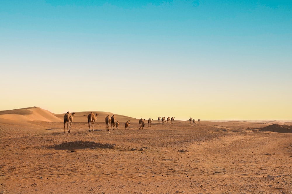 a group of people walking across a desert