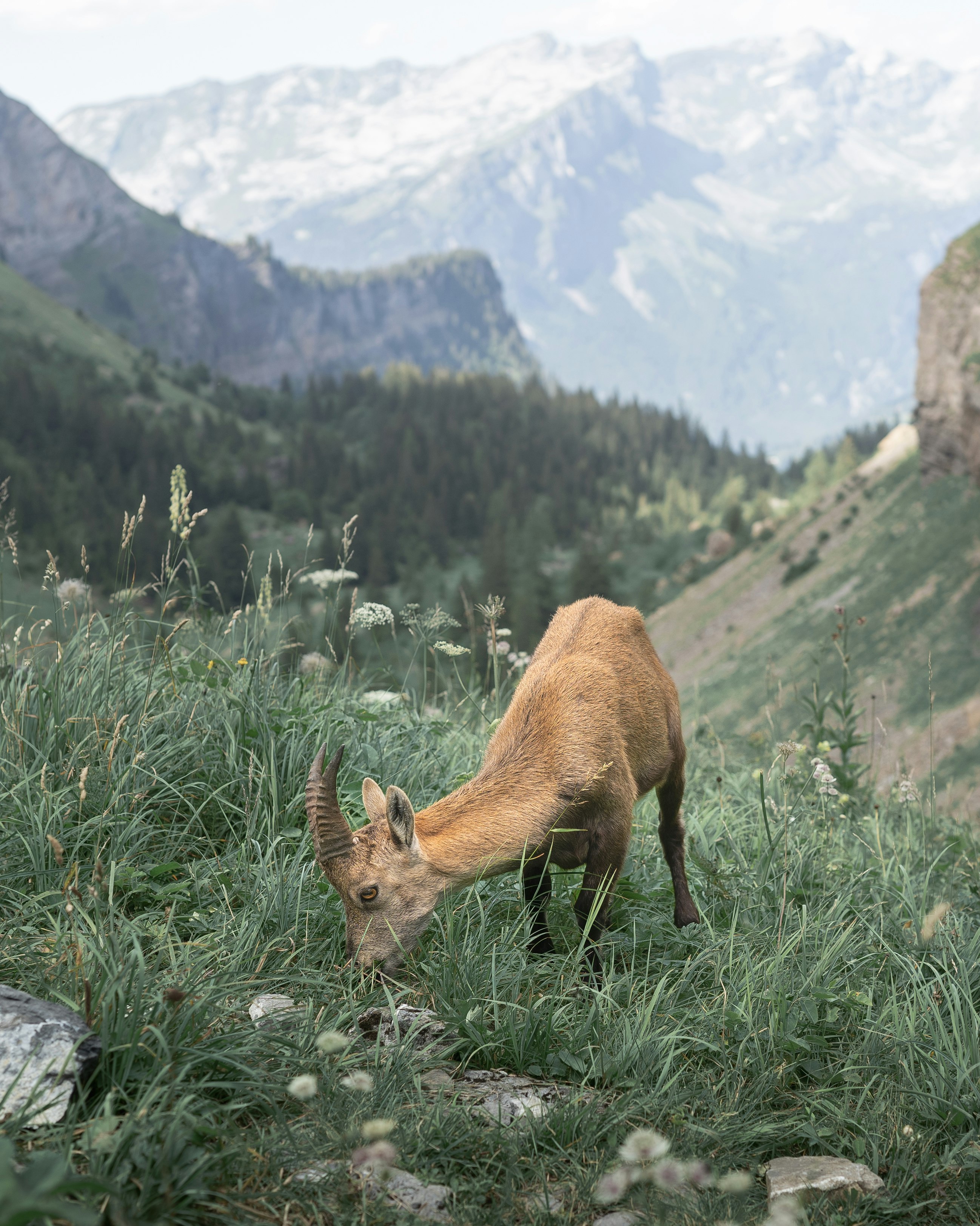During a long walk through the French Alpes we stumbled across this lovely ibex.