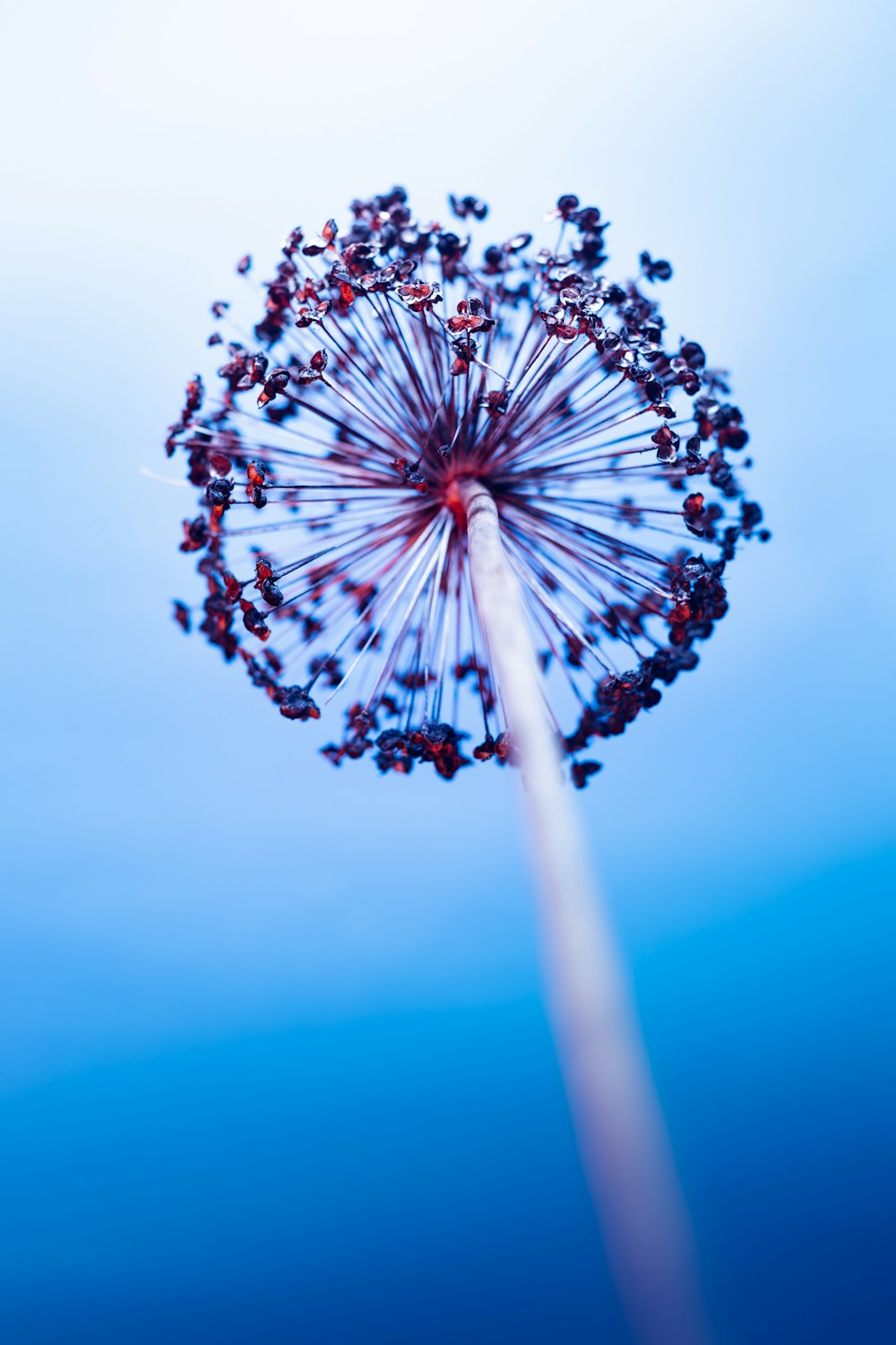 a close up of a dandelion with a blue sky in the background