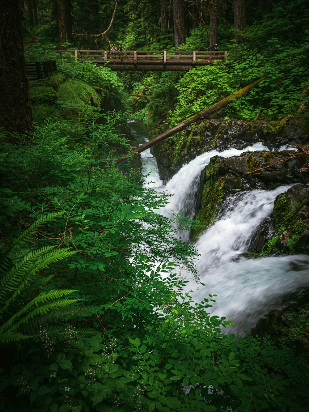 a bridge over a small stream in a forest