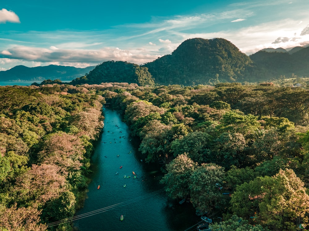 a river running through a lush green forest