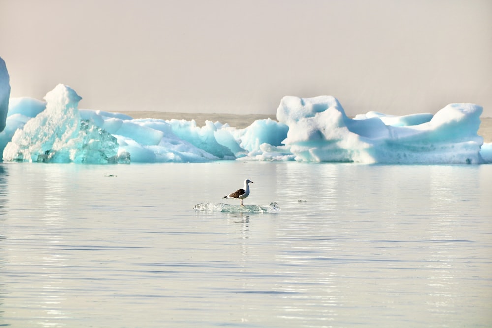 a bird is swimming in the water near icebergs