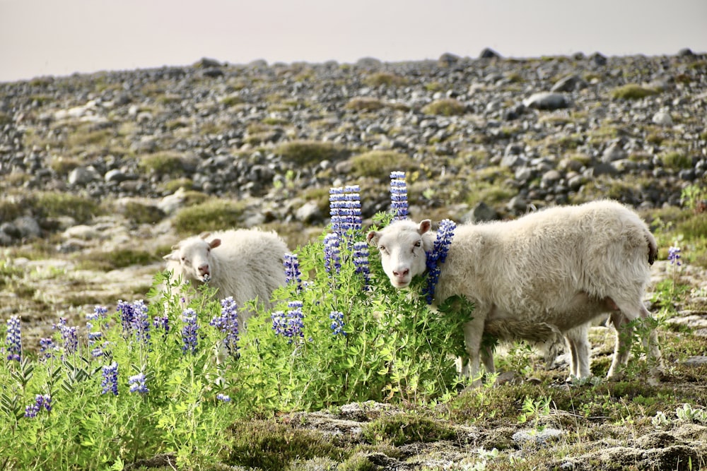 a couple of sheep standing on top of a lush green field