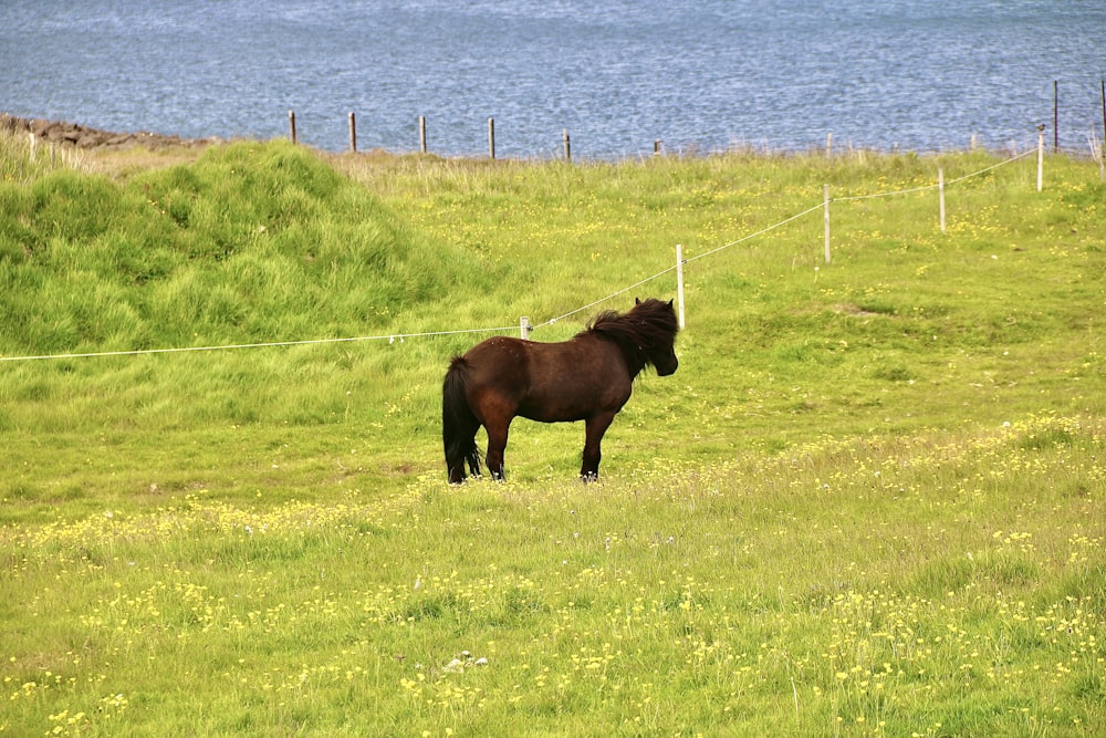 a brown horse standing on top of a lush green field