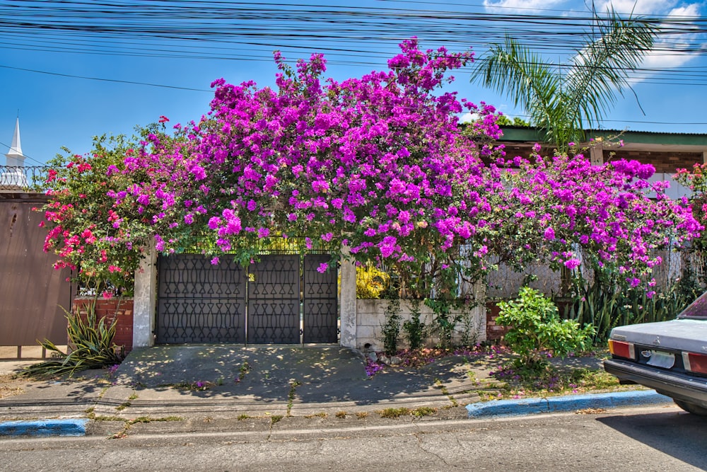 um carro estacionado em frente a uma casa com flores roxas