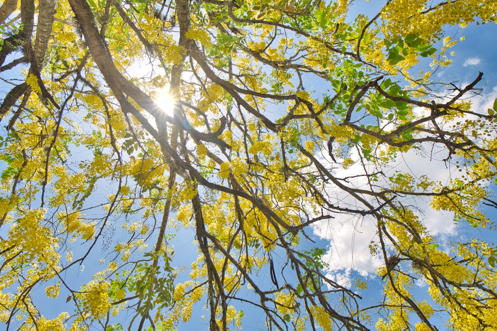 the sun shines through the branches of a tree