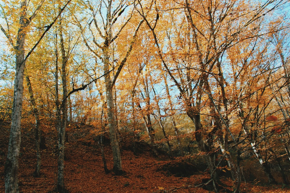 a forest filled with lots of trees covered in leaves