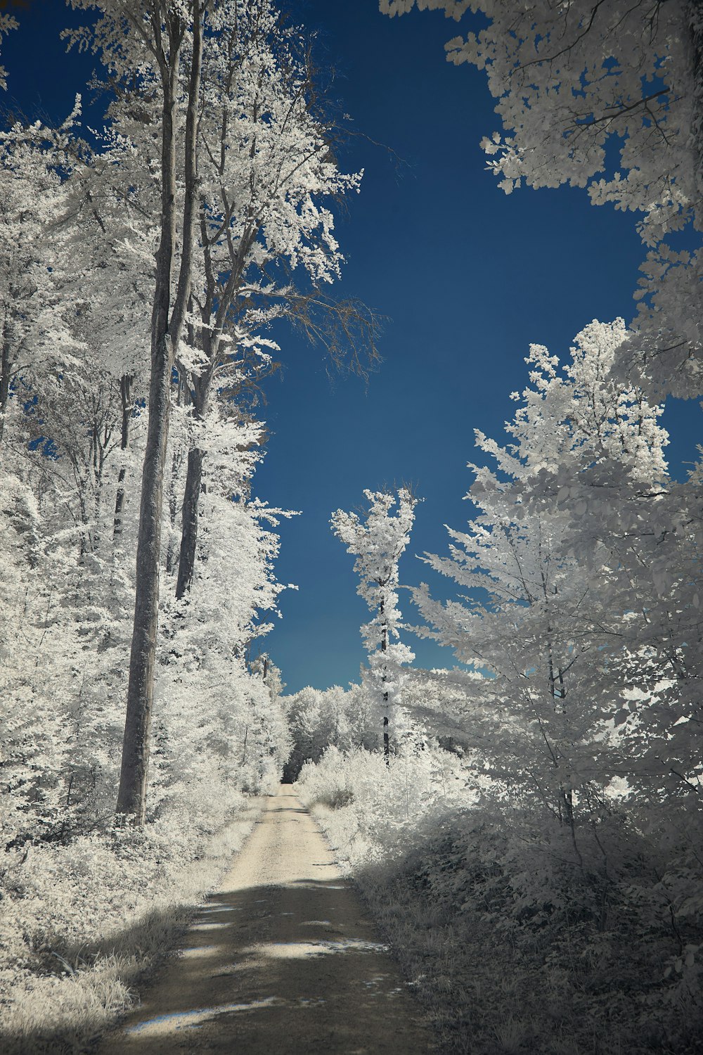 a dirt road in the middle of a forest