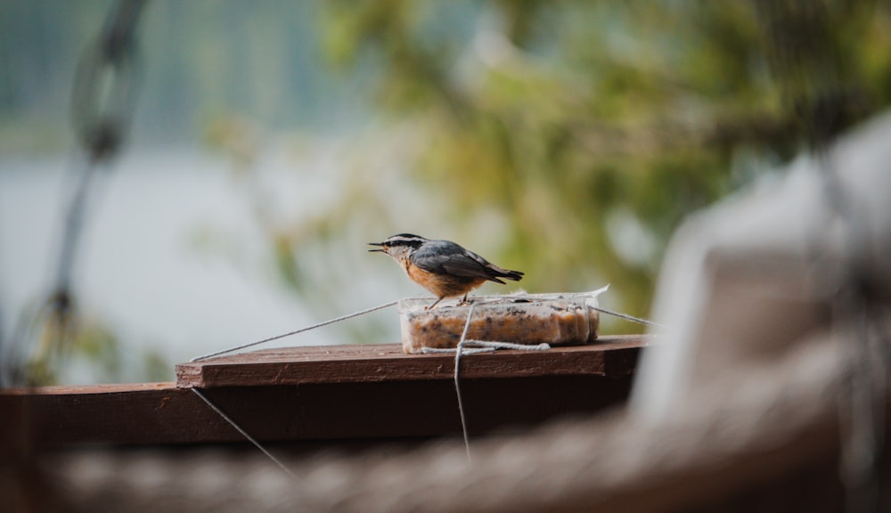 a small bird sitting on top of a wooden table