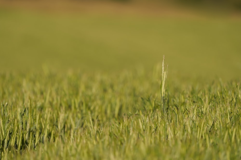 a field of green grass with a blurry background