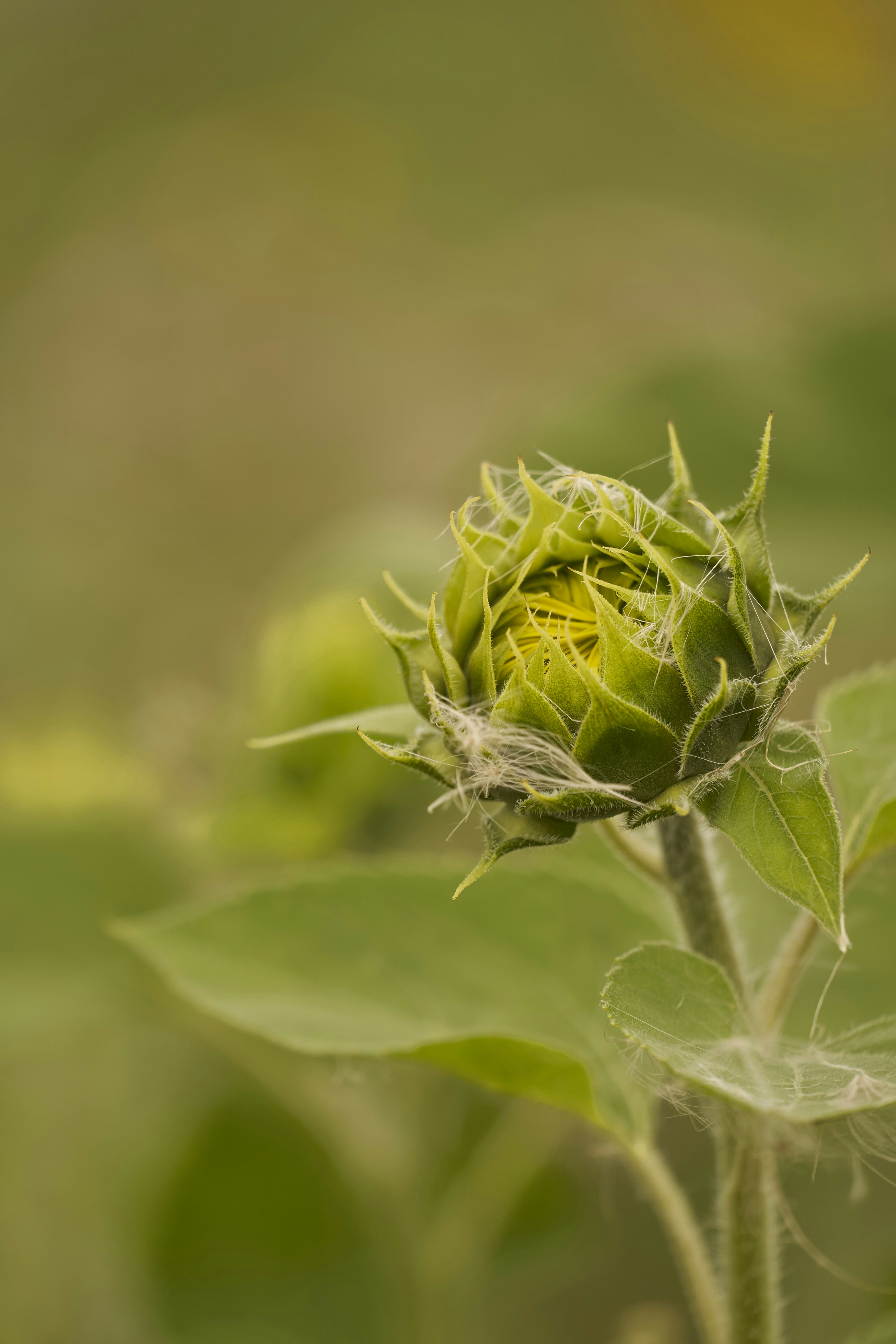 Photo by wolfgang_hasselmann