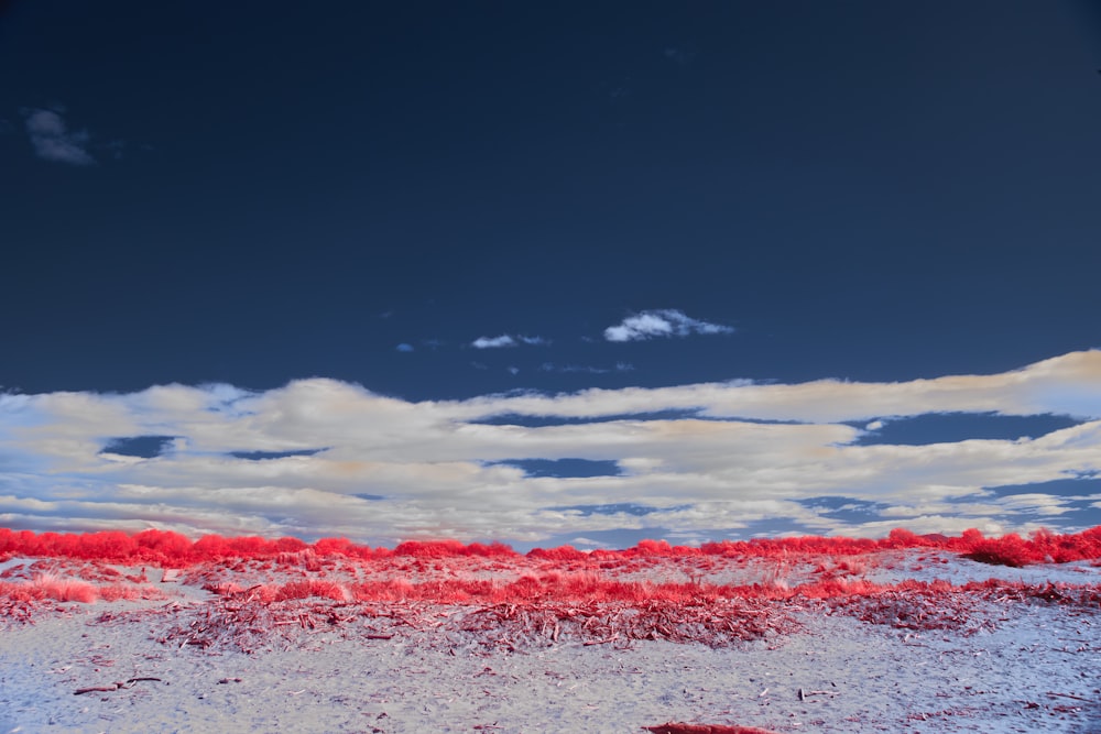 a field of red grass under a cloudy blue sky