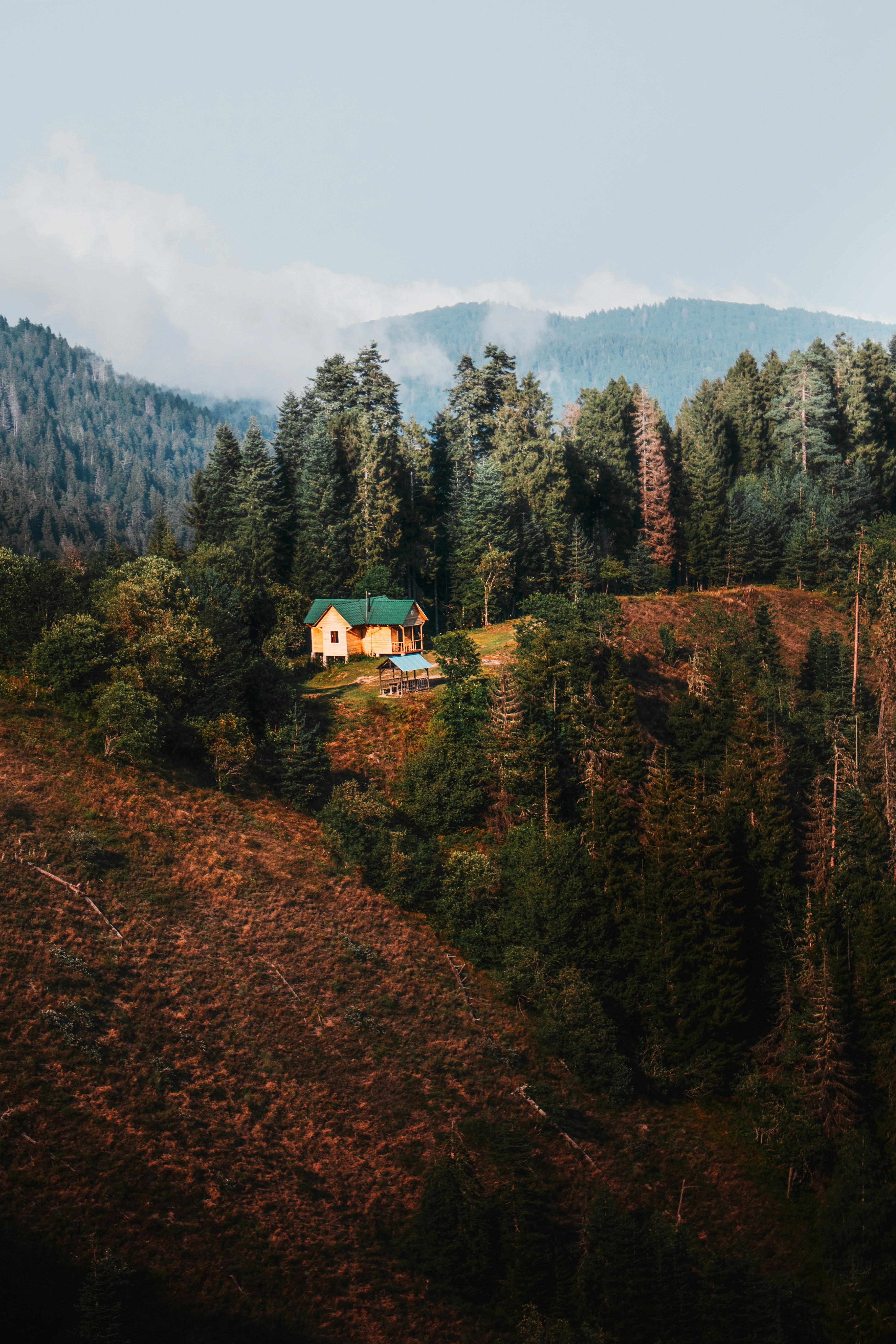 Nature camping forest, ilustrasi artikel Essential Multi-Tools for Every Camper's Survival Kit 7