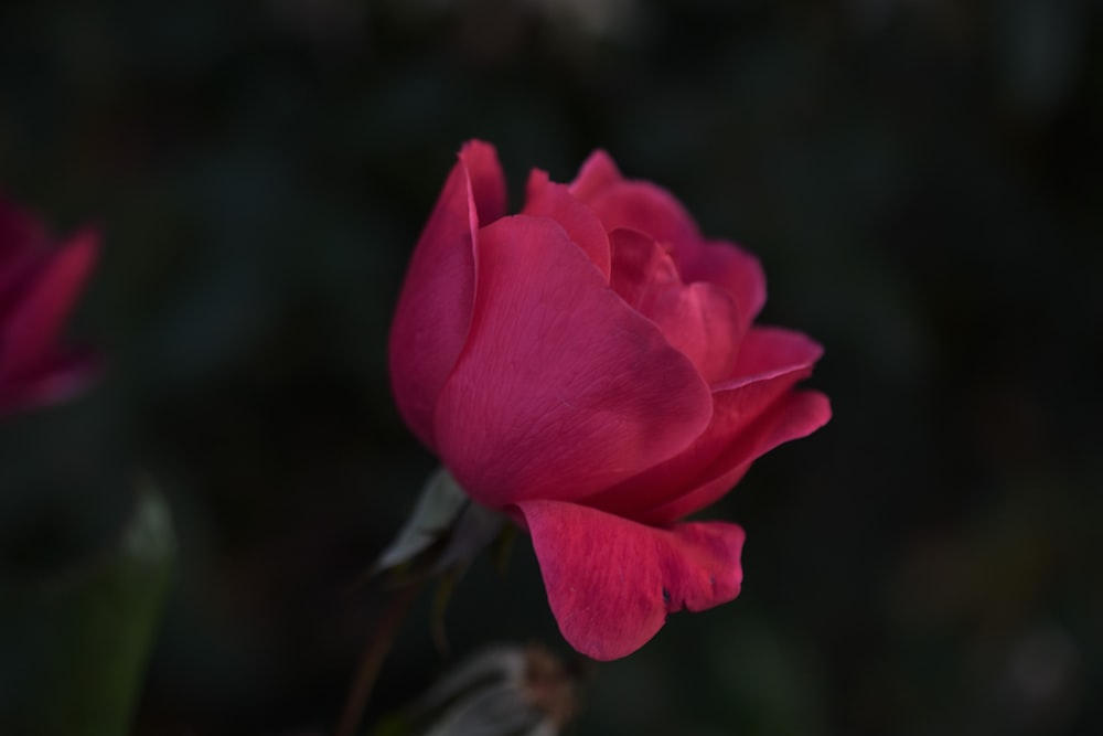 Eine Nahaufnahme einer rosa Rose mit verschwommenem Hintergrund