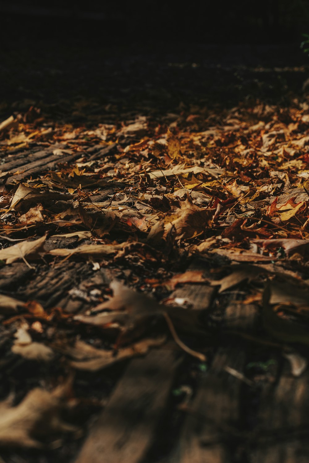 a close up of leaves on the ground