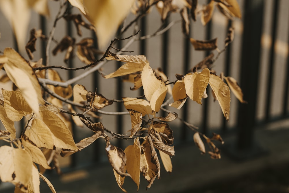 a close up of a tree branch with leaves