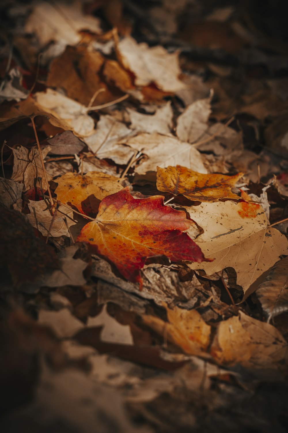 a close up of a leaf on the ground