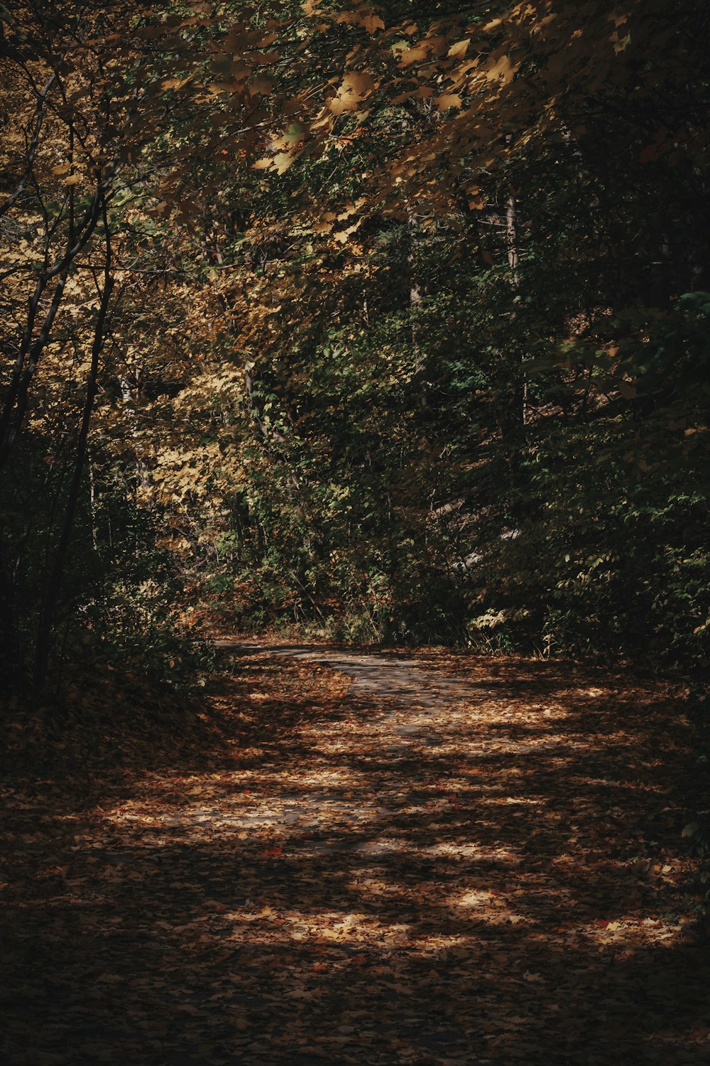 a dirt road surrounded by trees and leaves