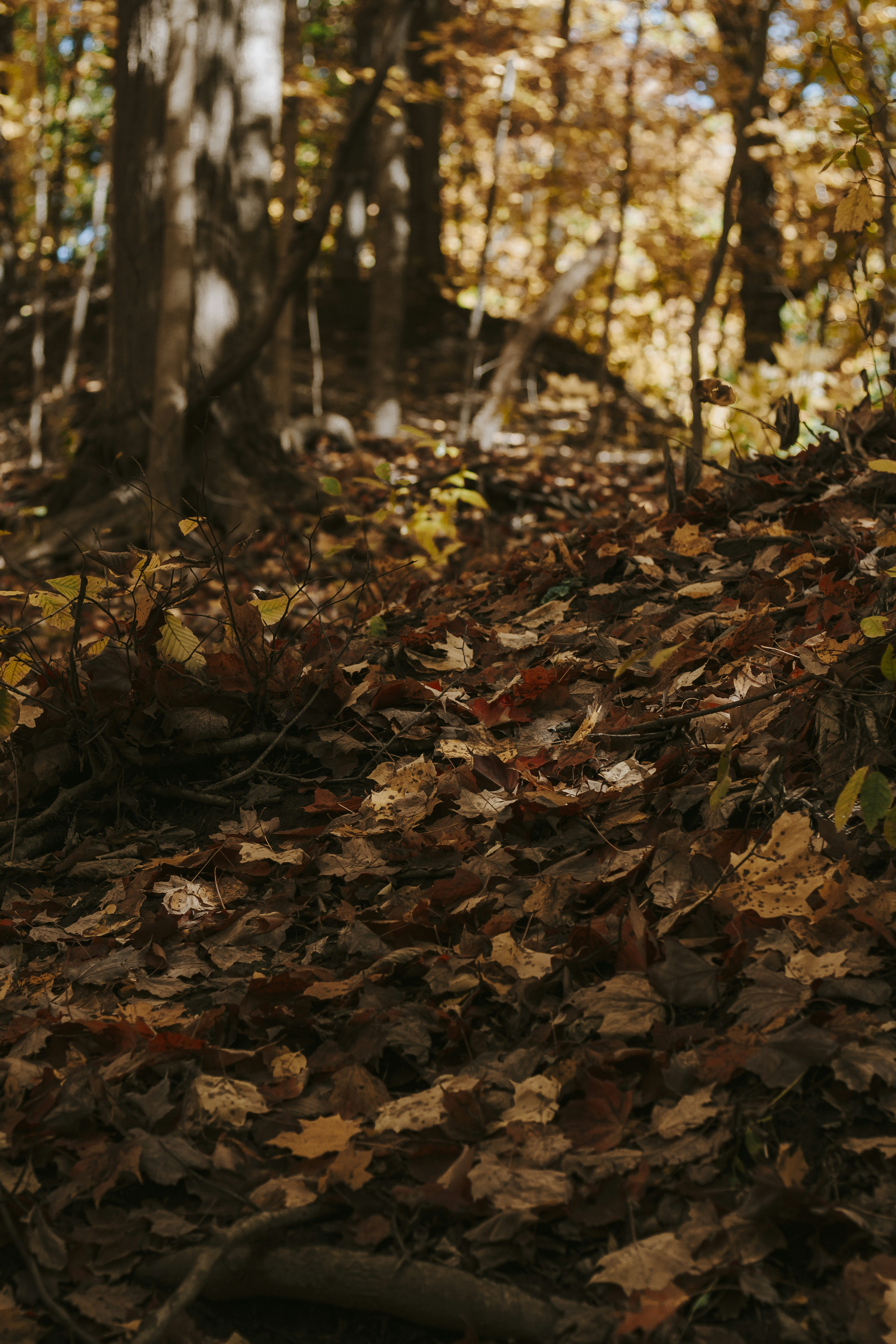 a red fire hydrant sitting in the middle of a forest