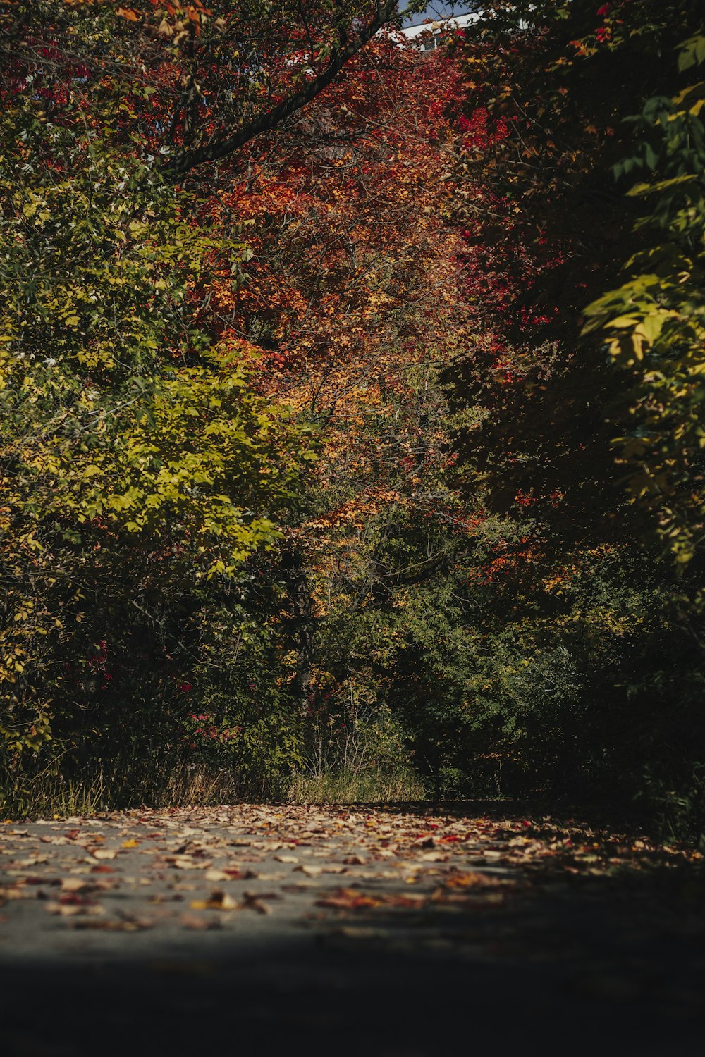 a road surrounded by trees with leaves on the ground