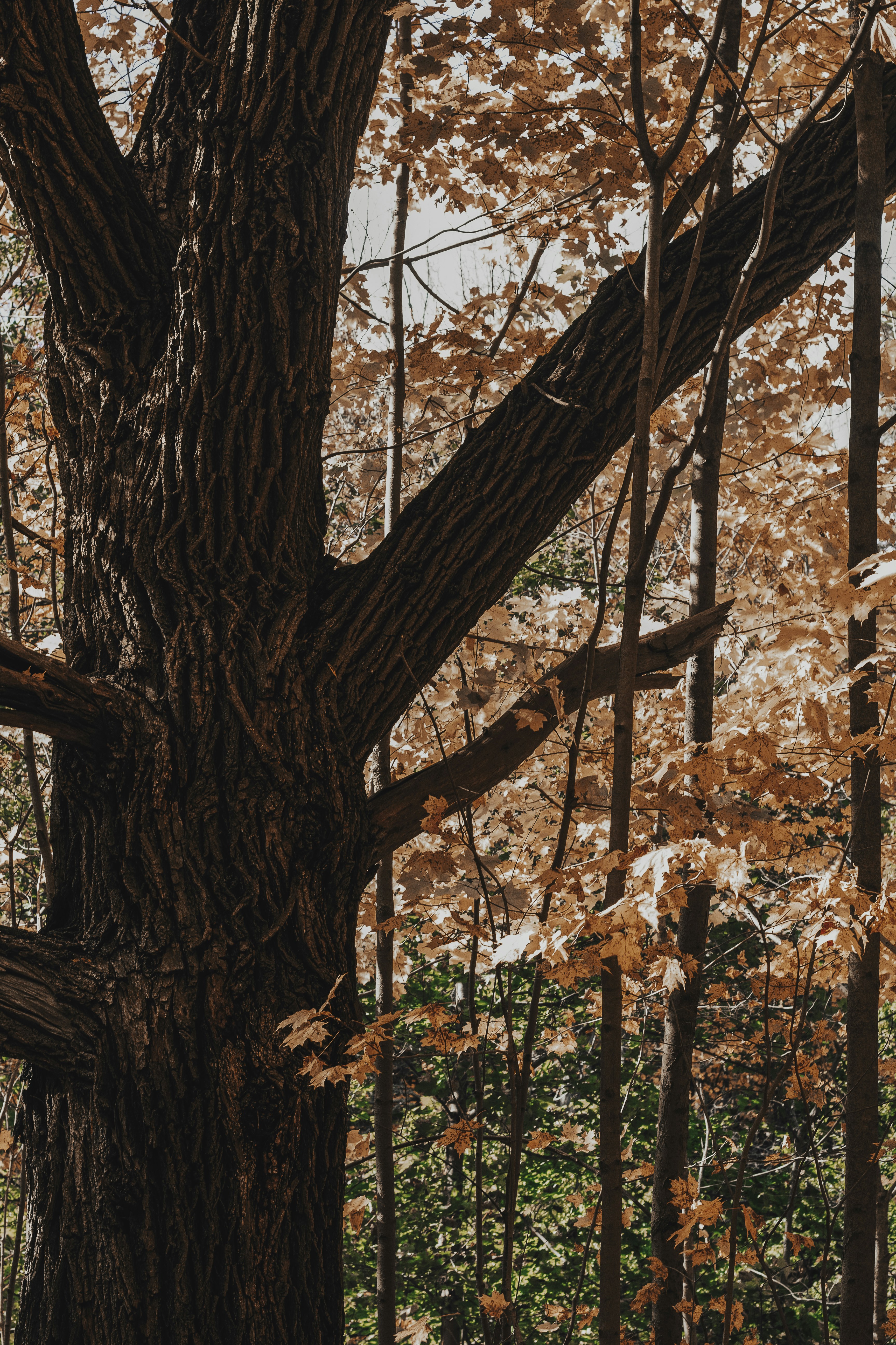 a large tree in the middle of a forest