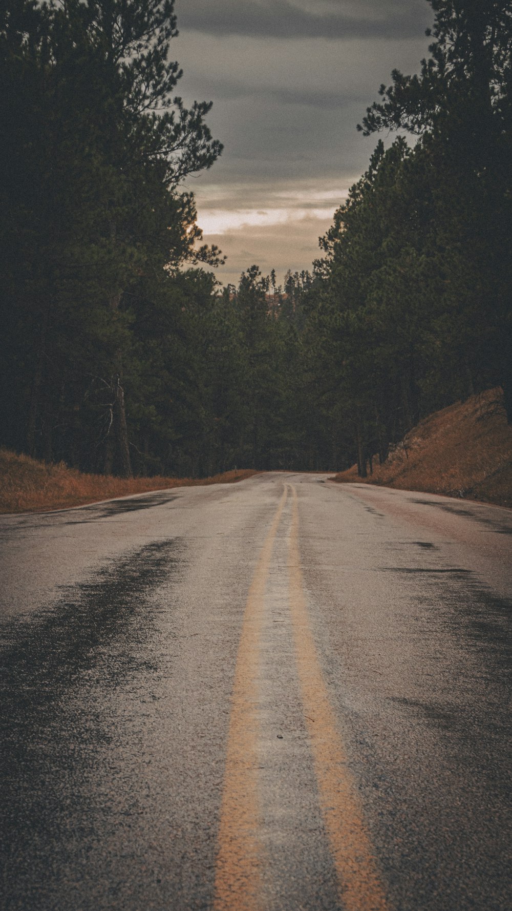 an empty road in the middle of a forest