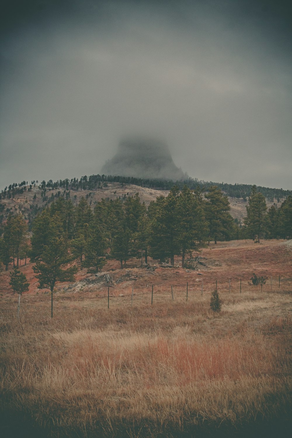 a field with trees and a mountain in the background