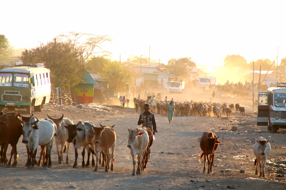 a herd of cattle walking down a dirt road