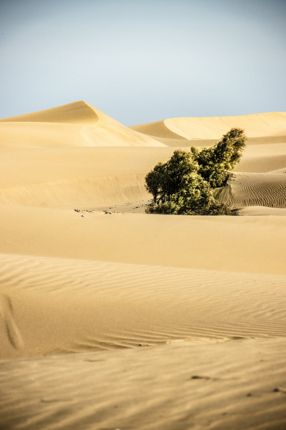 uma árvore solitária no meio de um deserto