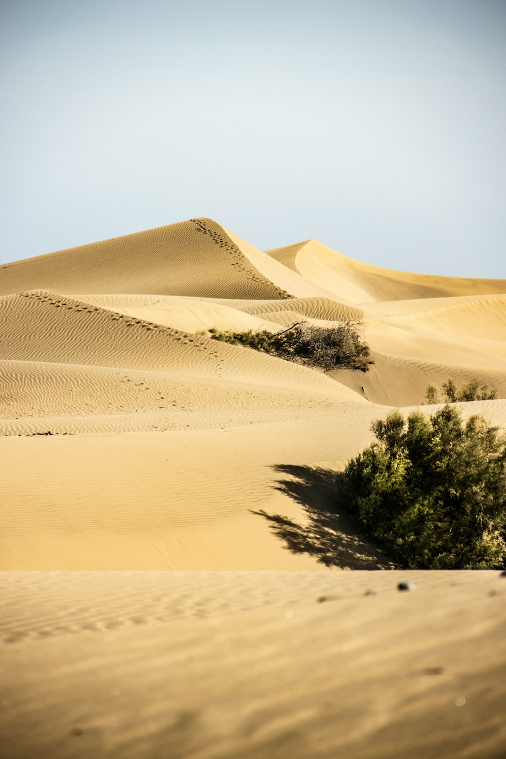 a group of trees in the middle of a desert