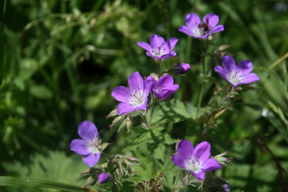 a bunch of purple flowers in a field