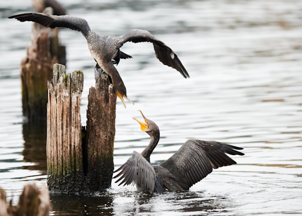 two large gray seabirds, one on a rotted wood piling, the other in the water, threaten each other