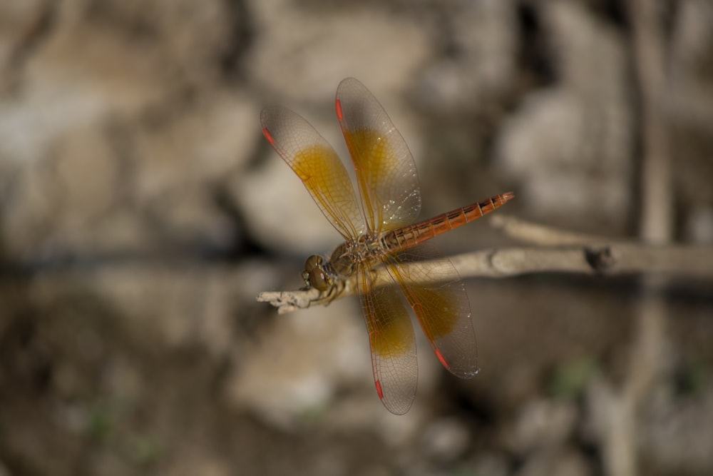 a close up of a dragonfly resting on a twig
