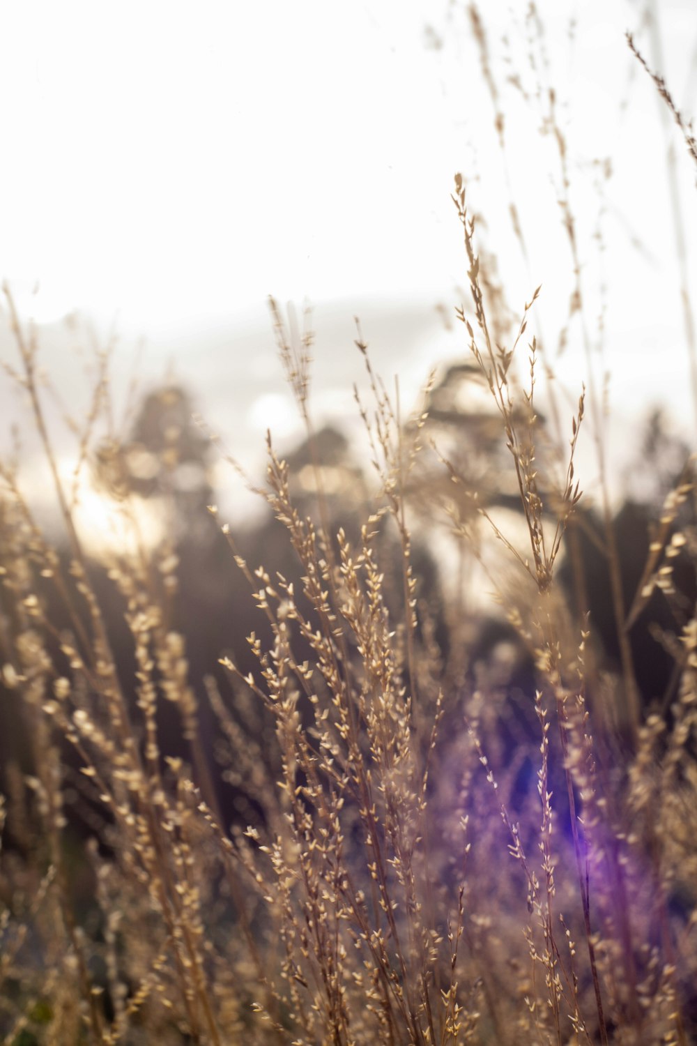 a field of tall grass with a blurry sky in the background