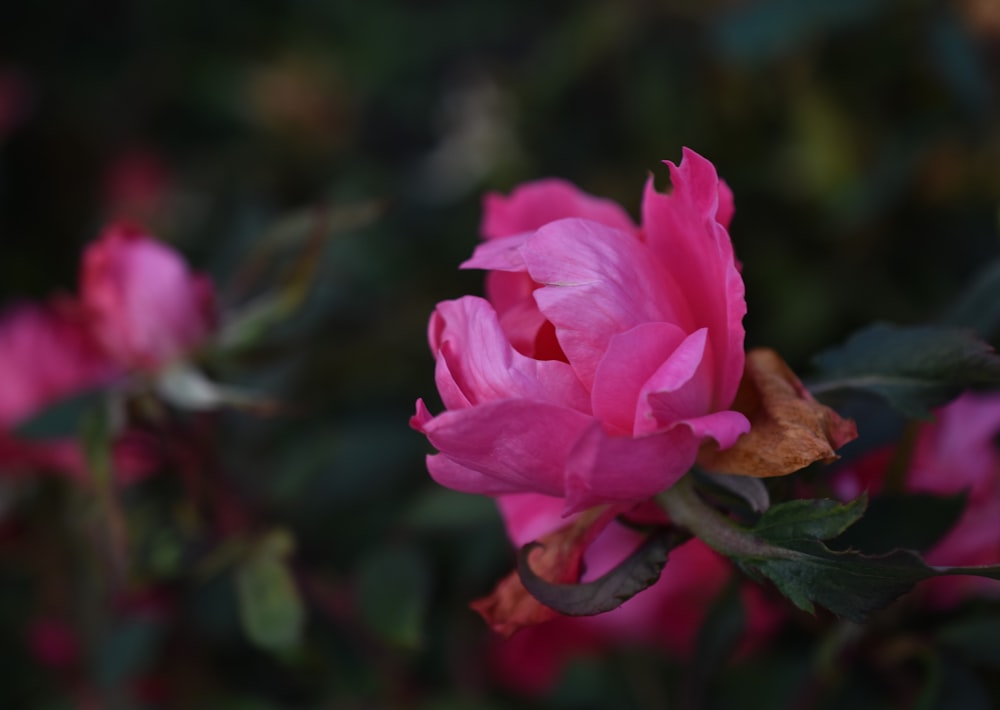 a close up of a pink flower with green leaves