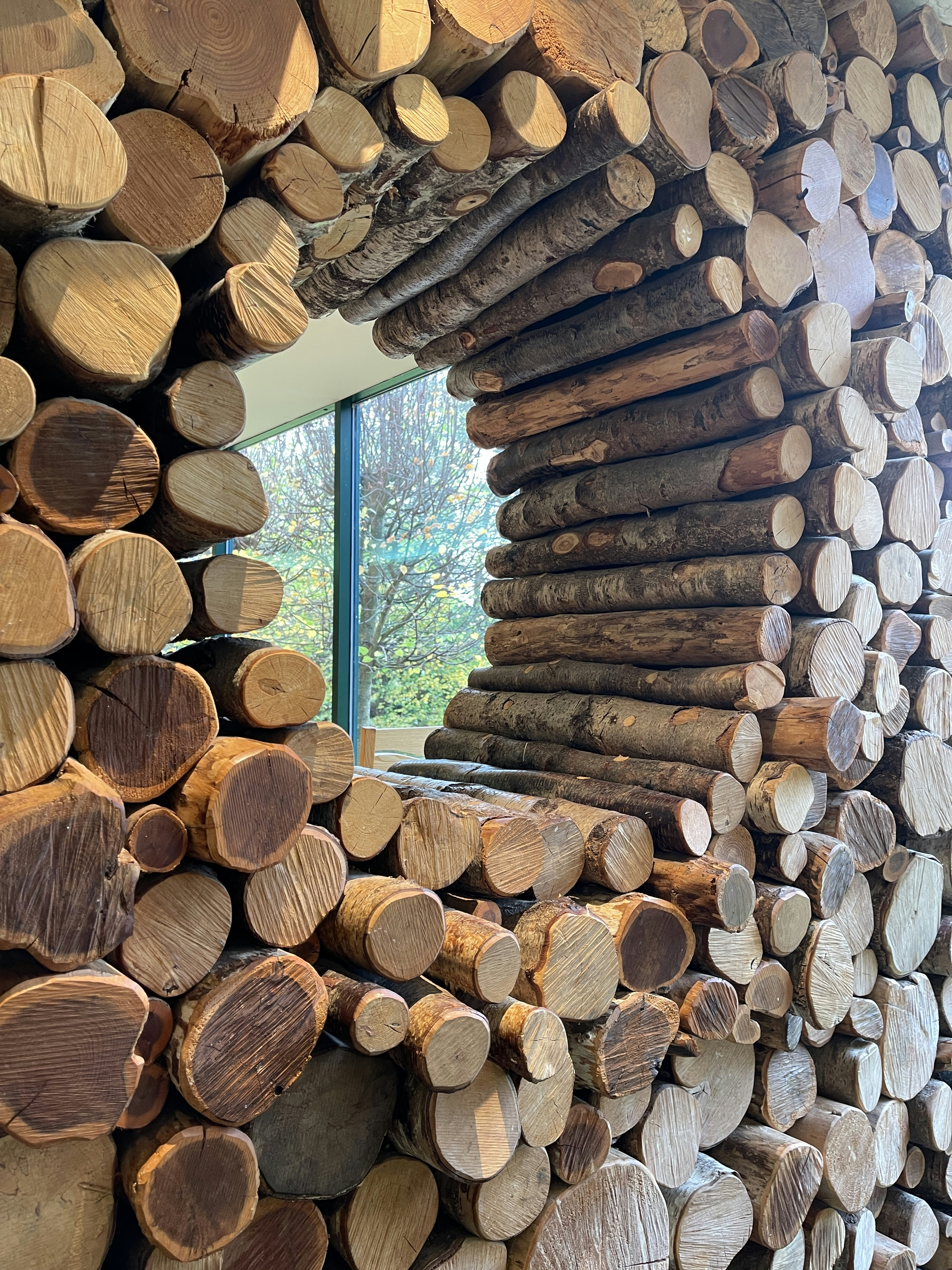 Tree Log Pictures | Download Free Images on Unsplash