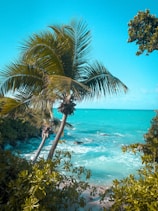 a view of a beach with a palm tree in the foreground