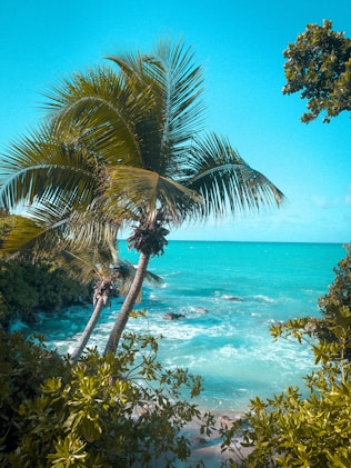 a view of a beach with a palm tree in the foreground